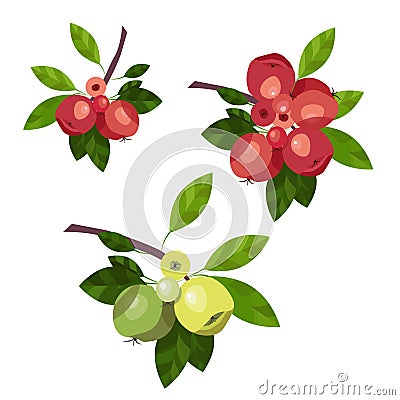 Branch of apple tree. Apples Fruit illustration, fruits and leaves isolated on a white background. Food Design Element Vector Illustration