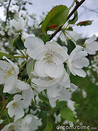 a branch of a apple tree covered with white, delicate flowers Stock Photo