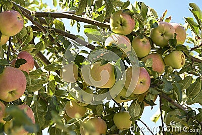 Apple tree with many apples Stock Photo