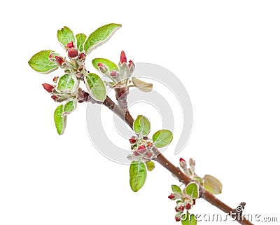 Branch apple tree with spring buds Stock Photo