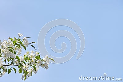 Branch of apple tree with white flowers over blue sky Stock Photo
