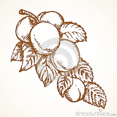 Branch with apricots. Vector drawing Vector Illustration