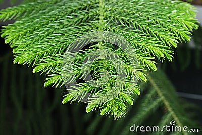 Branch of araucaria tree Stock Photo