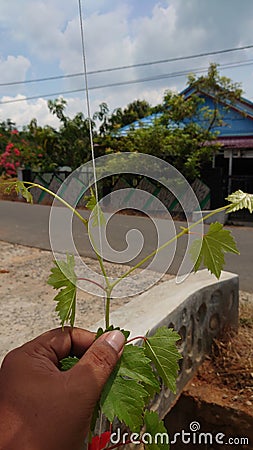 Branch on the arra vine 32 Stock Photo