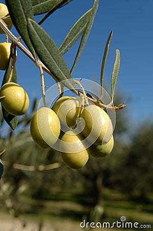 A branch of Ascolana variety olives in central Italy used for fried folives stuffed with meat Stock Photo