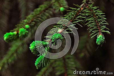 Branch ate with green needles Stock Photo