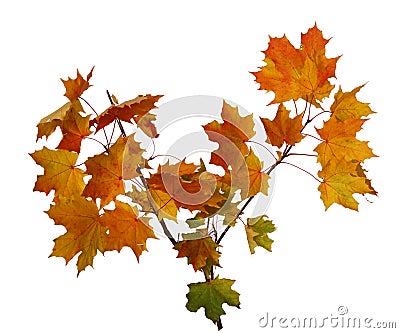 Autumn maple leaves isolated on white background Stock Photo