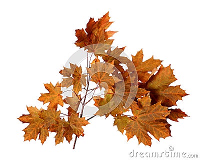 Branch of autumn maple tree leaves isolated on white background Stock Photo