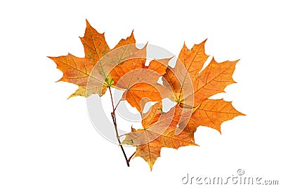 Branch of autumn orange maple leaves isolated on white background Stock Photo