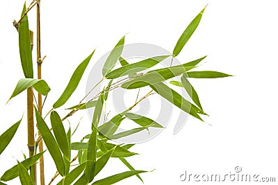 Branch and bamboo leaves on white background Stock Photo