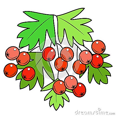 A branch of a beautiful berryshnik berry, medicinal plant. Useful berries in medicine for health. Graphic image. Vector Cartoon Illustration