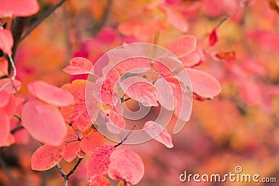 Amazing red autumn leaves on tree close up Stock Photo