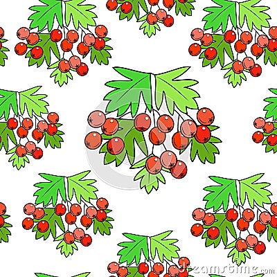 A branch of a beautiful hawthorn berry, a medicinal plant. Beneficial to health. Silent pattern. Vector illustration Cartoon Illustration