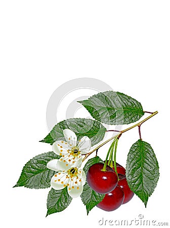 Branch of berries cherries Stock Photo