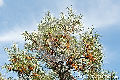 Branch with berries of sea buckthorn Stock Photo