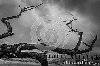 Branch of a big leafless tree Stock Photo