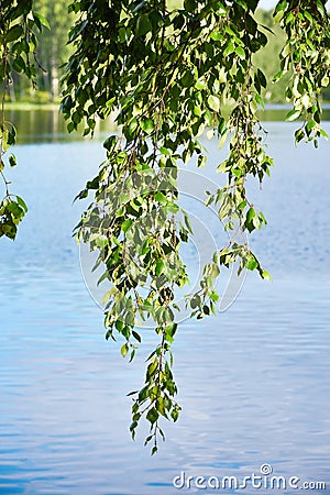 Branch of birch over lake Stock Photo