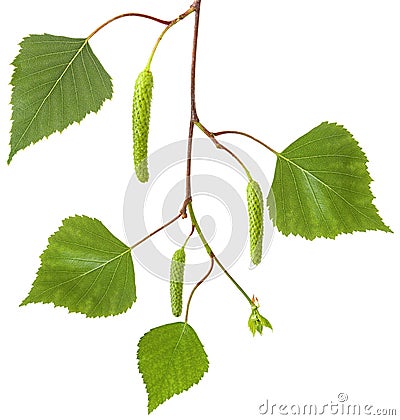 Branch birch tree with fresh spring green leaves and flowers earrings isolated on white background, close-up Stock Photo