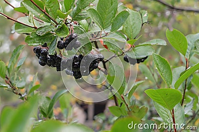 Branch of black chokeberry Stock Photo