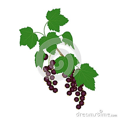 Branch of black currant with berries and leaves. Vector Illustration