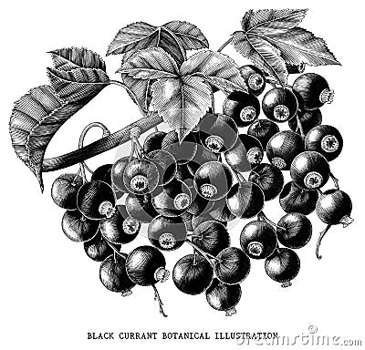 Branch of black currant botanical vintage illustration isolated Cartoon Illustration