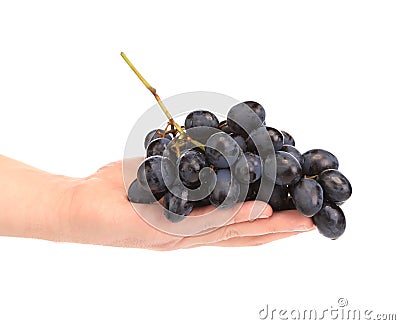 Branch of black ripe grapes on hand. Stock Photo