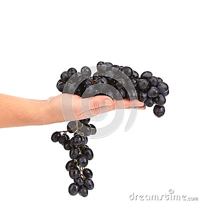 Branch of black ripe grapes on hand. Stock Photo