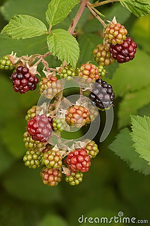 Branch of blackberry bush Stock Photo