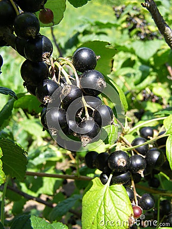 Branch of blackcurrant with ripe berries Stock Photo