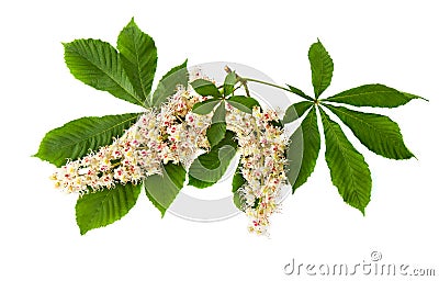 Branch blooming Aesculus Aesculus hippocastanum on white background Stock Photo