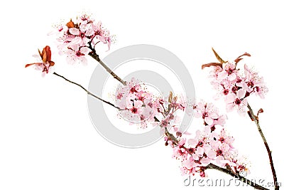 Branch of blooming cherry tree, sakura isolated on white background Stock Photo