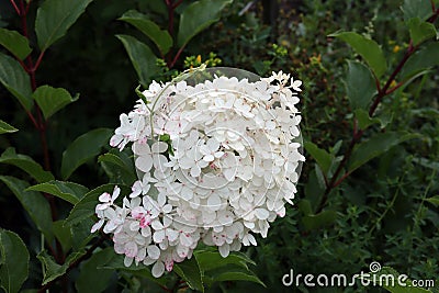 branch of blooming hydrangea in the evening garden Stock Photo