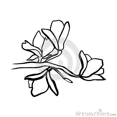 A branch of blooming magnolia. Black outline on an isolated white background. Flowers in doodle style. Spring magnolias. Stock Cartoon Illustration