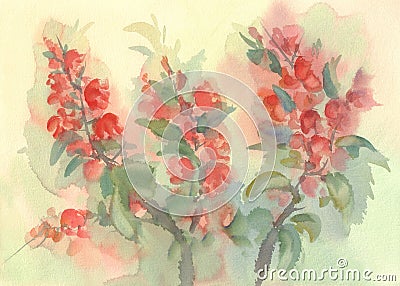 Branch of blooming quince watercolor Cartoon Illustration