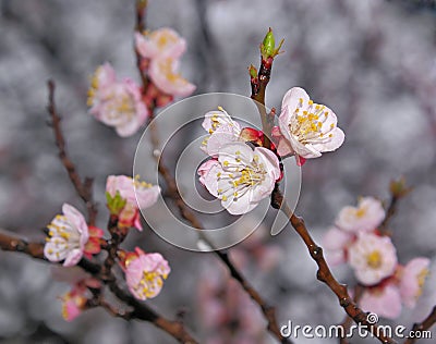 Branch of blooming sakura flowers Stock Photo