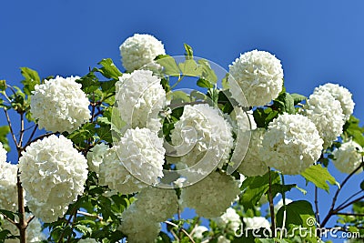 Branch of blooming Viburnum Opulus in the garden Stock Photo