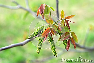 branch with blooming walnut Stock Photo