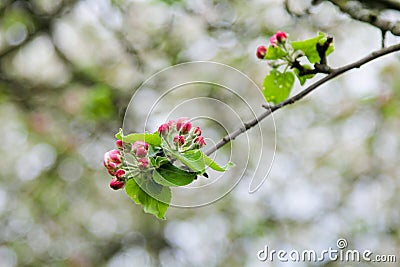 Branch of a blossoming apple tree on garden background Stock Photo