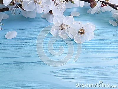 Branch april of blossoming cherry, on a blue wooden background Stock Photo