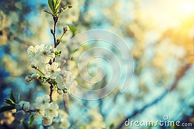 Branch of blossoming cherry tree close up hipster style version Stock Photo