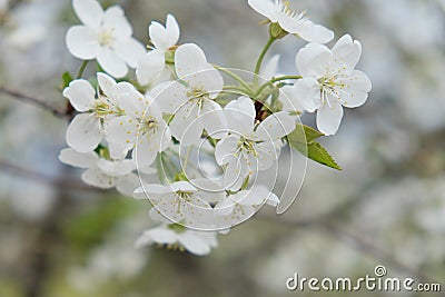 A branch of a blossoming cherry tree. Inflorescence of white cherry flowers in spring Stock Photo