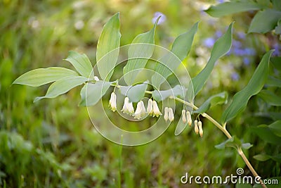 Branch of the blossoming Eurasian Solomon's seal Polygonatum multiflorum L. Stock Photo