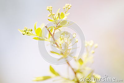 A branch of blossoming Japanese spirea close up. Stock Photo