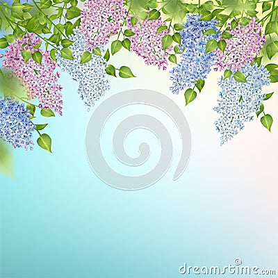 Branch of a Blossoming Lilac Vector Illustration