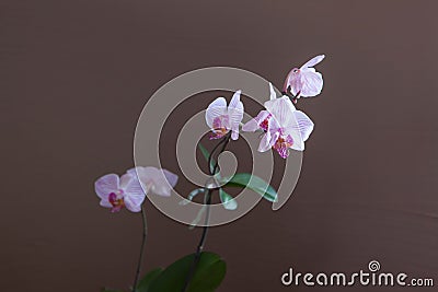 Branch of blossoming orchids of tender lilac color on the brown background Stock Photo