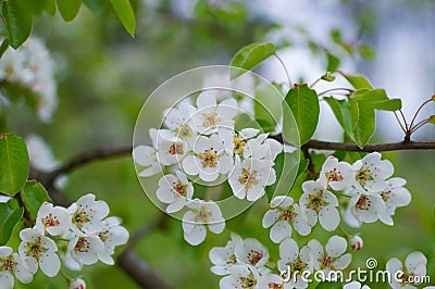 A branch of a blossoming pear tree with white little flowers. Delicate flowering and the heady scent of spring Stock Photo