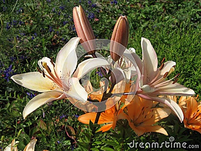 A branch of blossoming pink lilies lit by the sun in the garden. Stock Photo