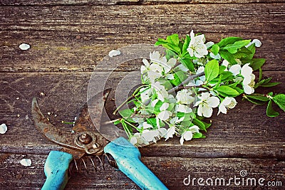 Branch blossoming plum and rusty garden pruner Stock Photo