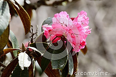 Branch of blossoming Rhododendron pink flowers in Himalayas,Nepal,Everest region,Nepal,Asia Stock Photo