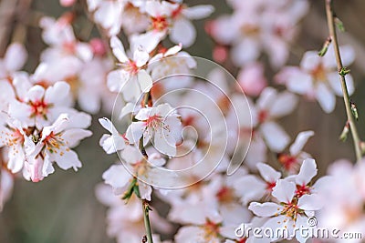 A branch of a flowering tree with white flowers. Stock Photo